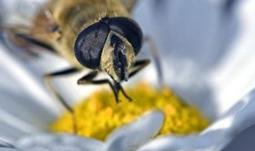 Včelka medonosná v úlu – na jaře